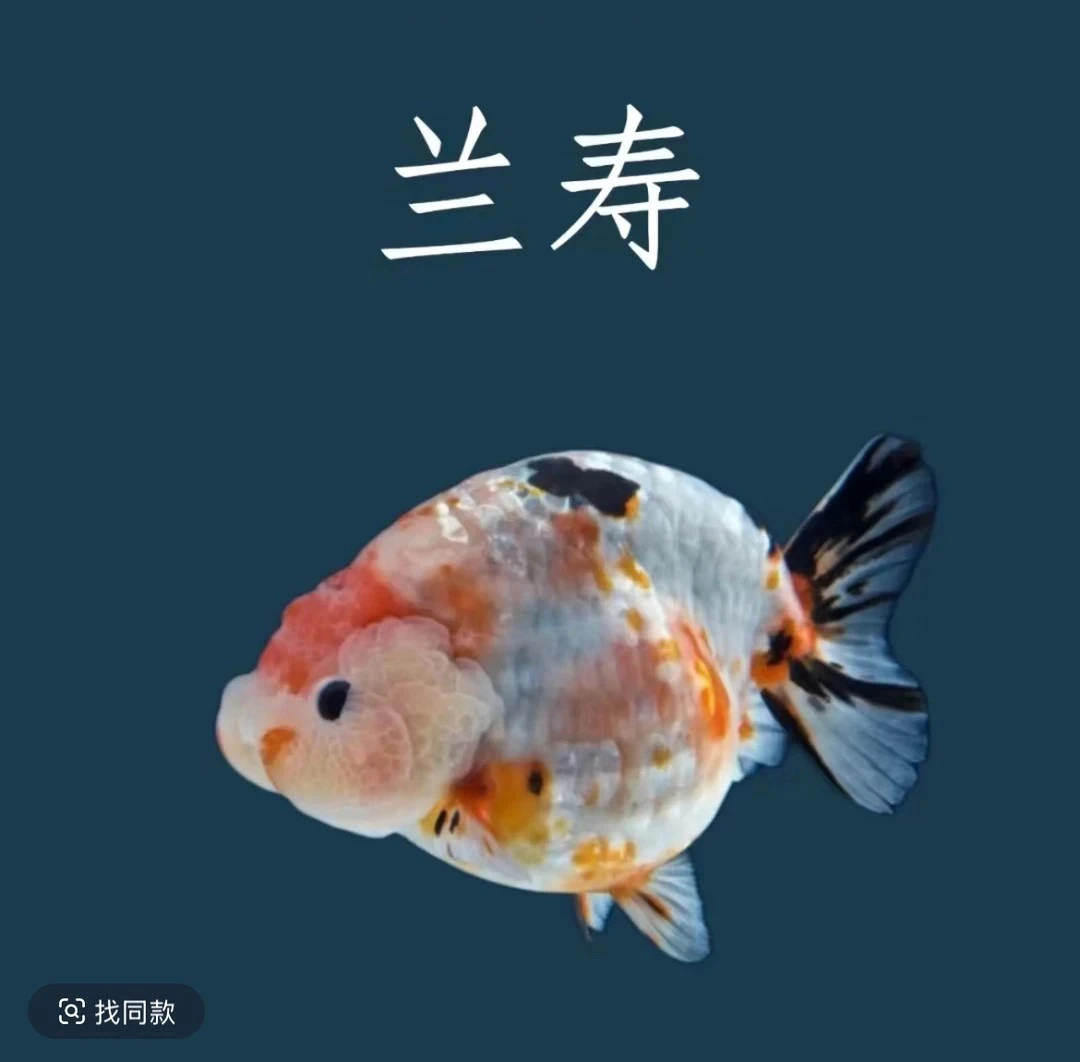 兰寿（竞拍）专用链接