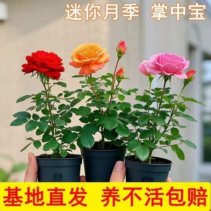 【带花发货】月季花苗好养易活浓香型花卉盆栽阳台庭院四季开花