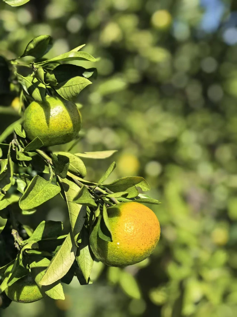 洞口家里的本地桔子