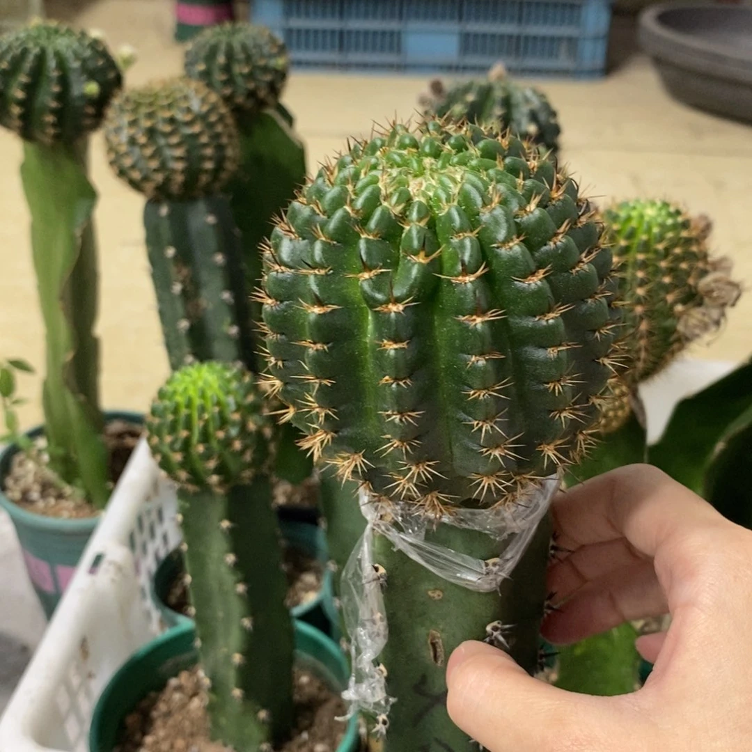 新品丽花L45母本绣谱一物一拍1