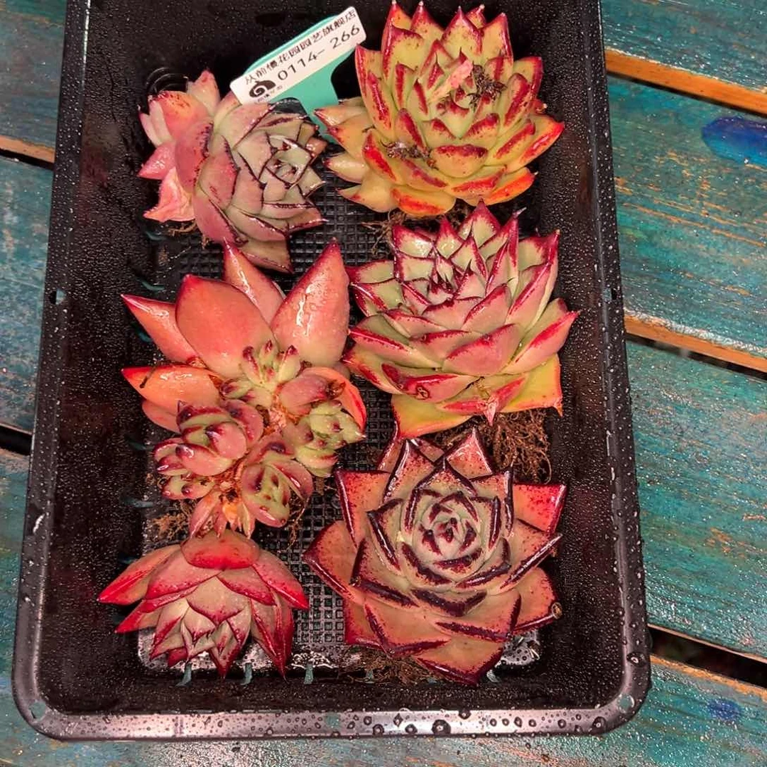 从前慢多肉精选编号0114.266