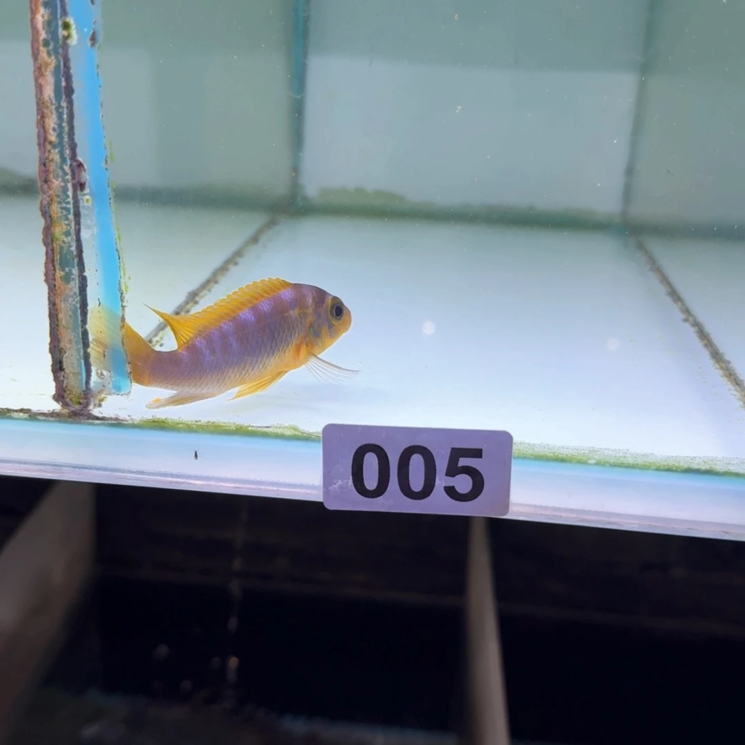 慈鲷鱼5号欧若拉黎明斑马
