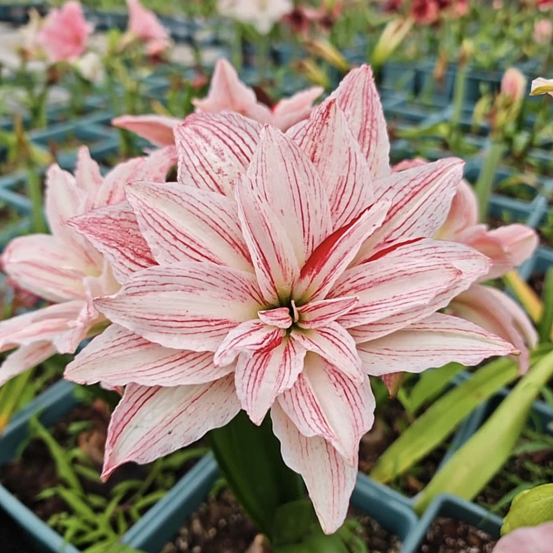 【美丽黛丝/斑点黛丝】25年荷兰新品朱顶红种球-现货