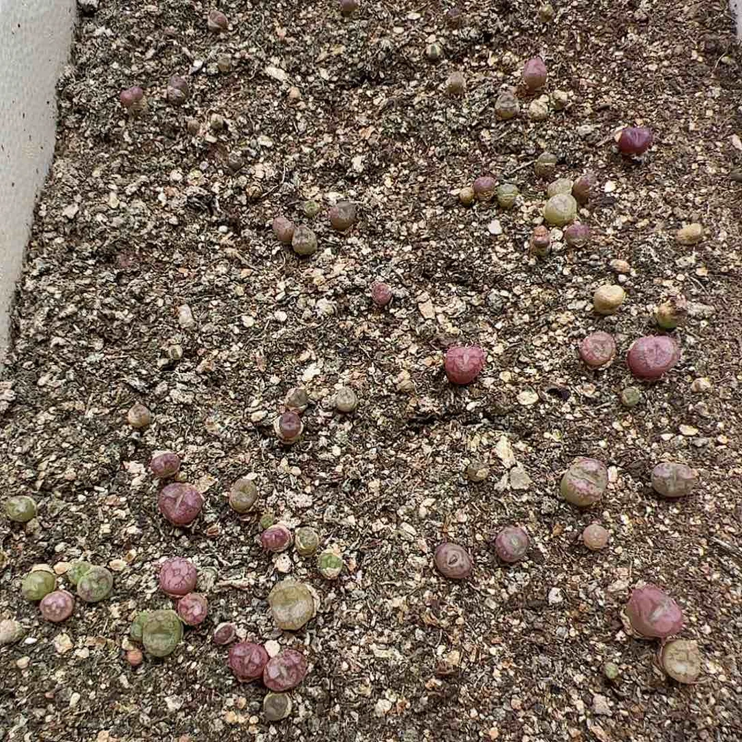 【闪购商品】311 脱土