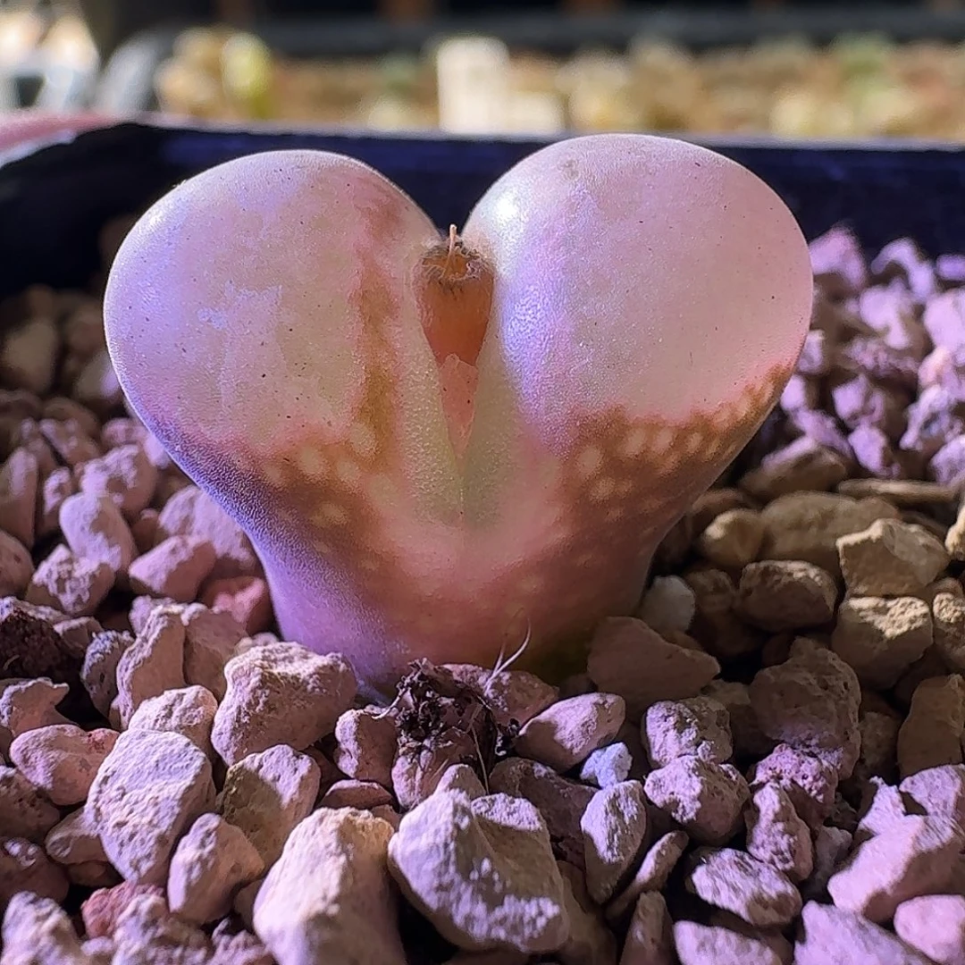 2575三代日红风铃玉