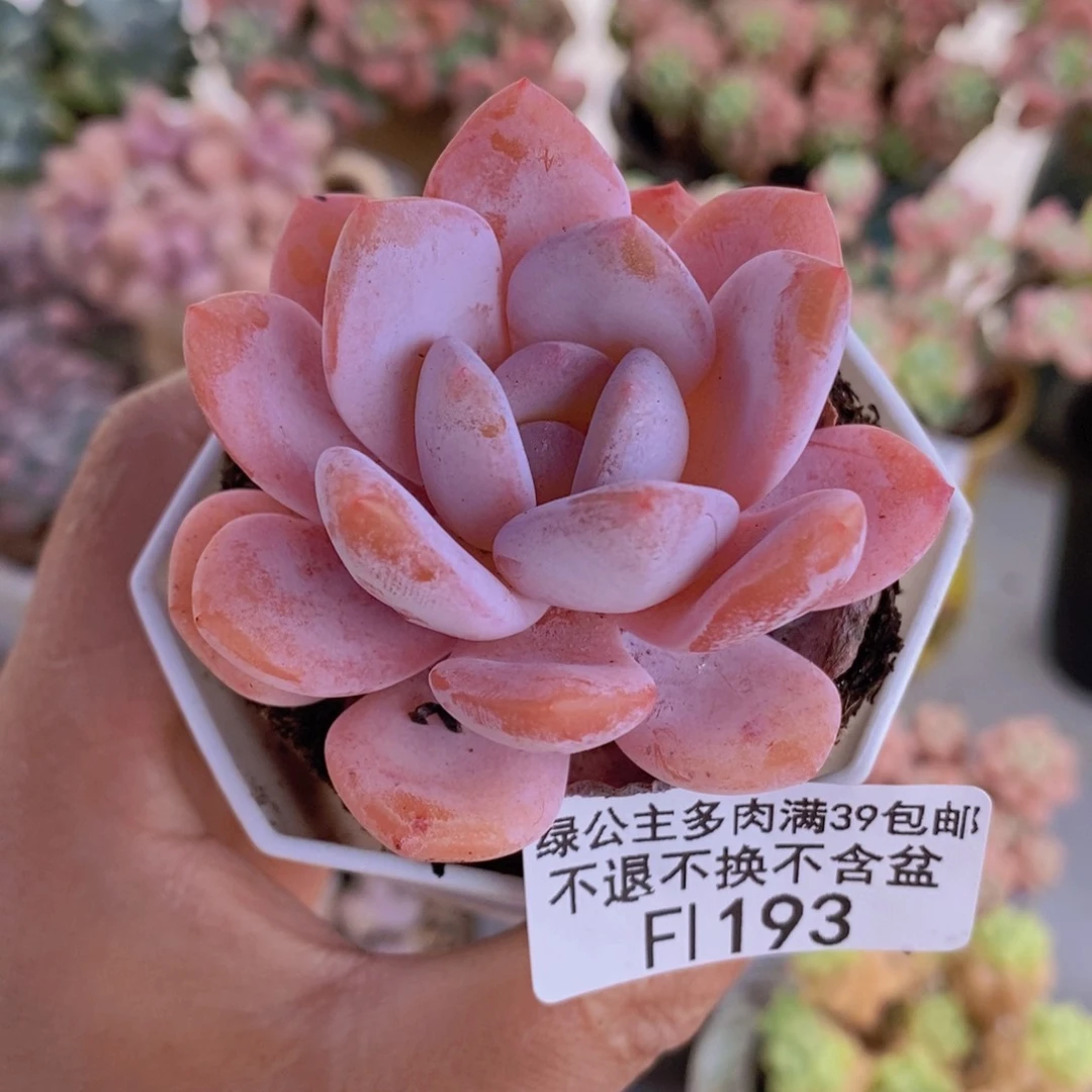 冰橙5cm193多肉植物