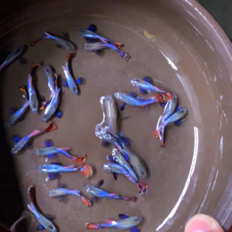 直播间福利拍品孔雀鱼