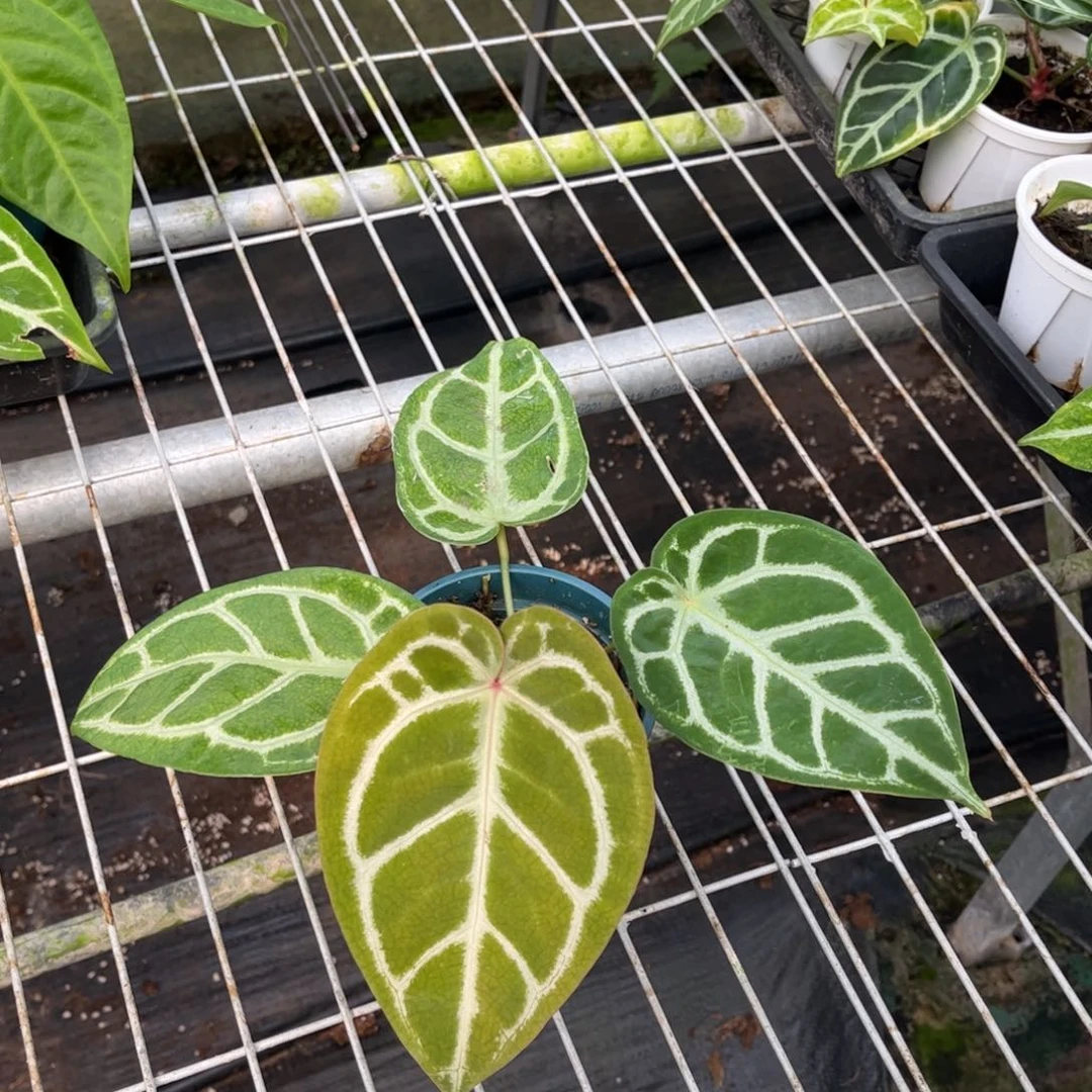 无花朵0122（多拍优惠