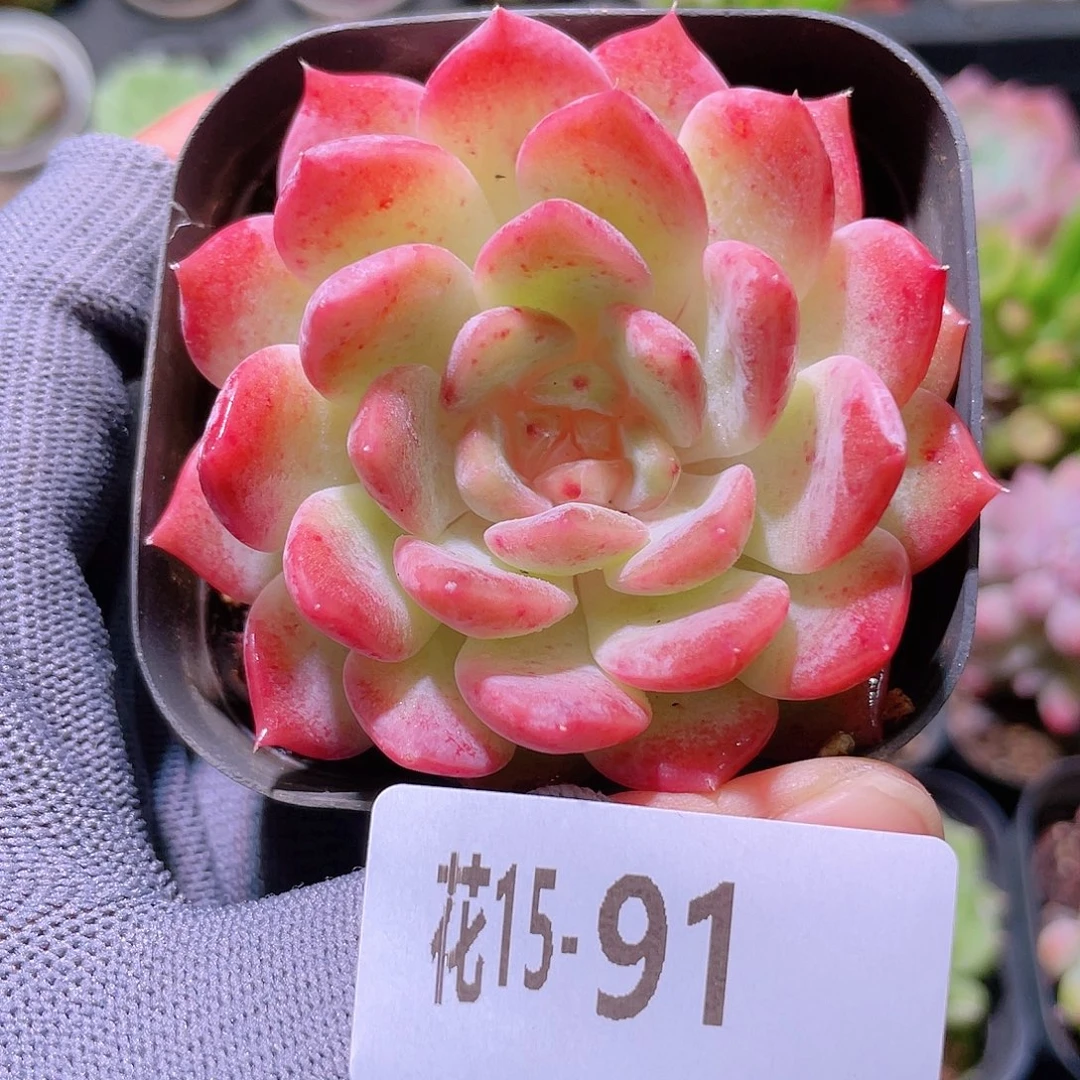 花利美15-91新品