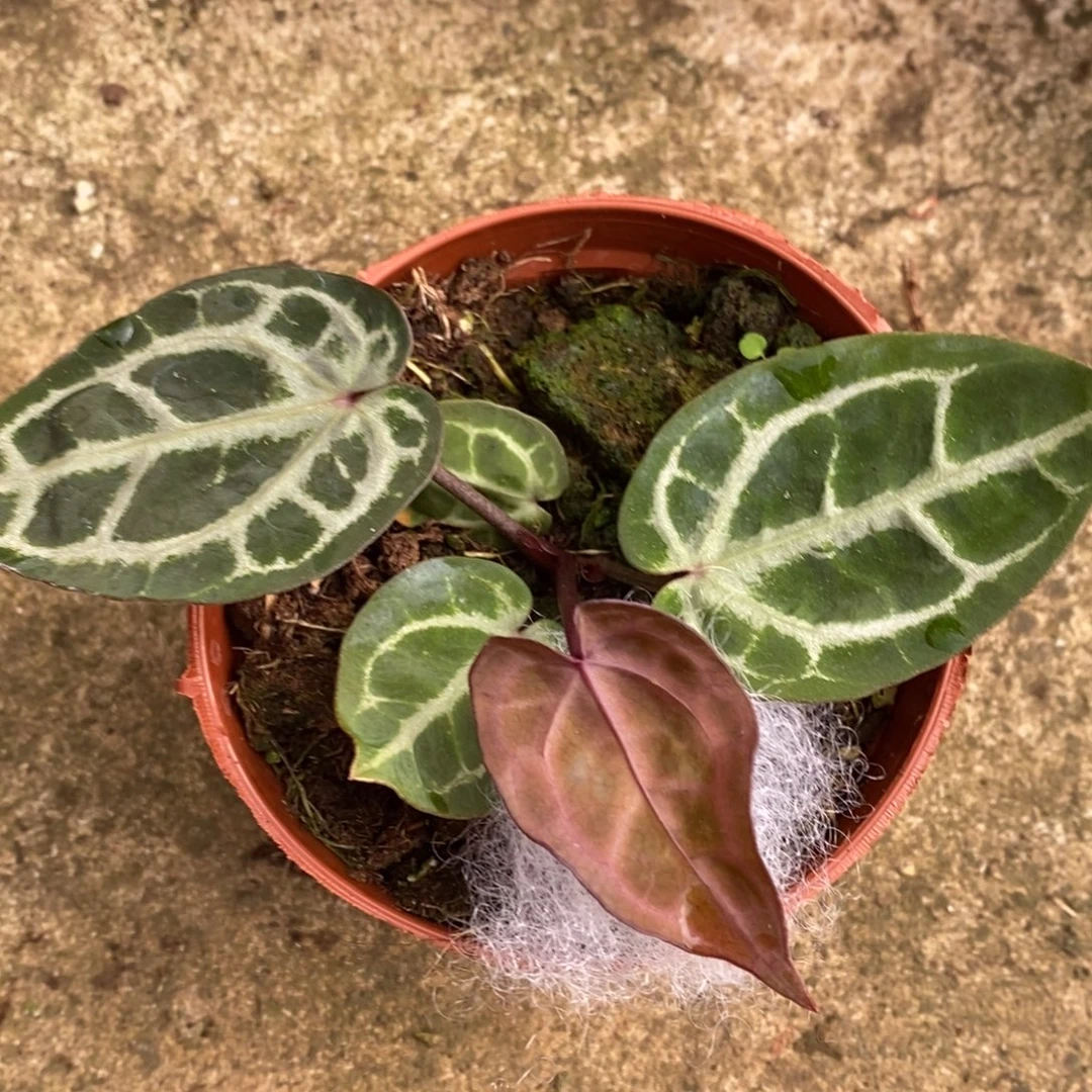 无花朵nse红水晶..