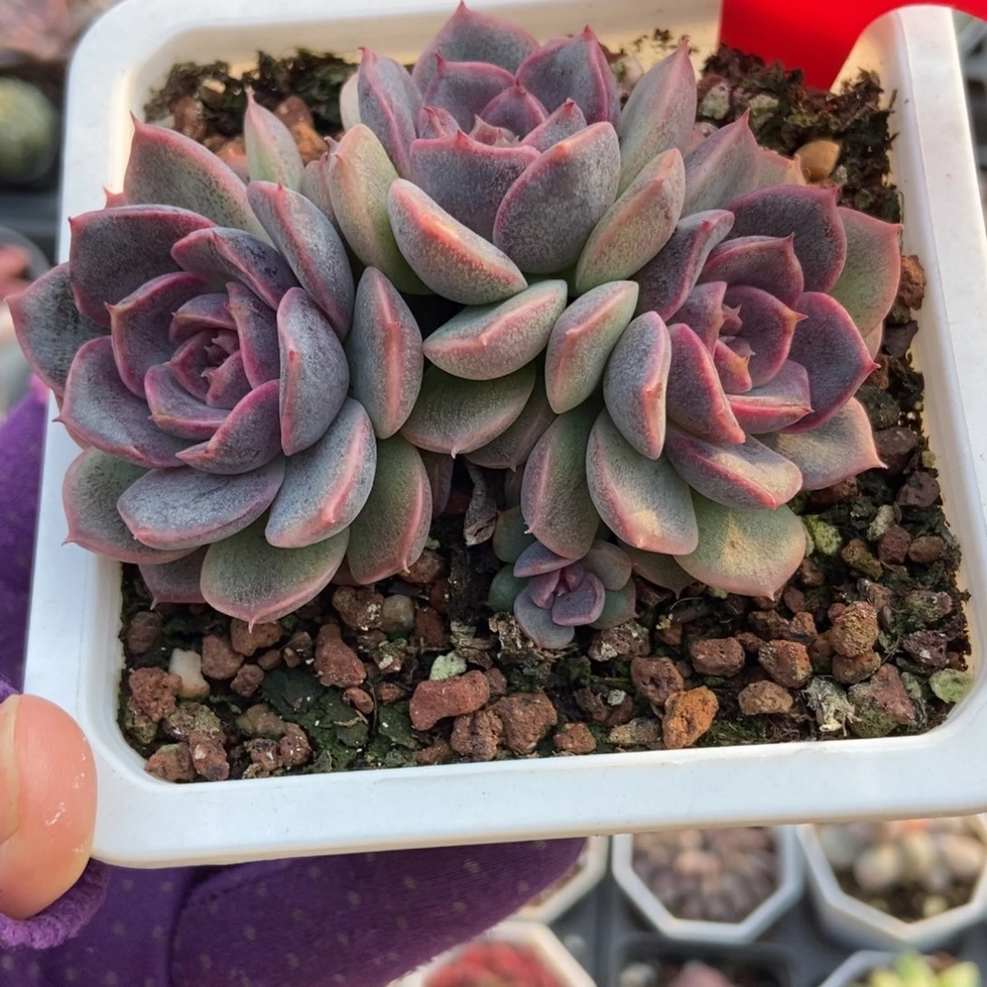 1728黑曼巴多肉植物