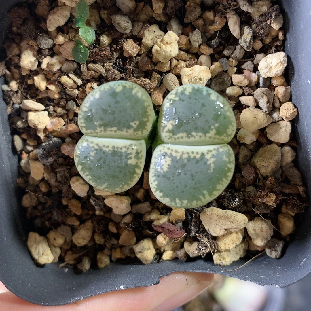 G428多肉植物保护