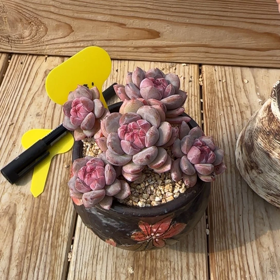 t***fTm突尼斯发货多肉