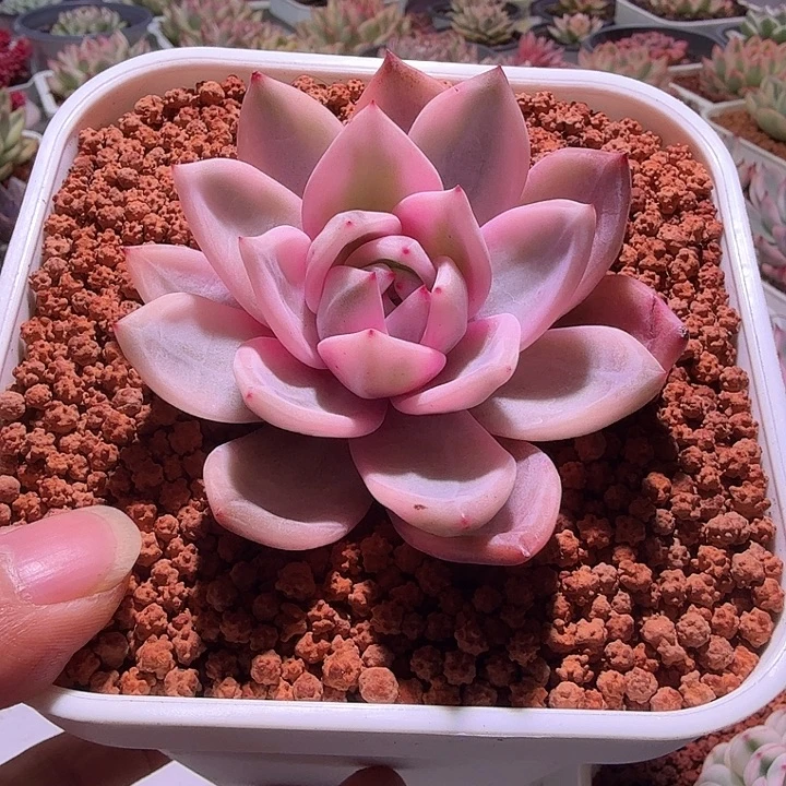 酒红香槟锦多肉植物