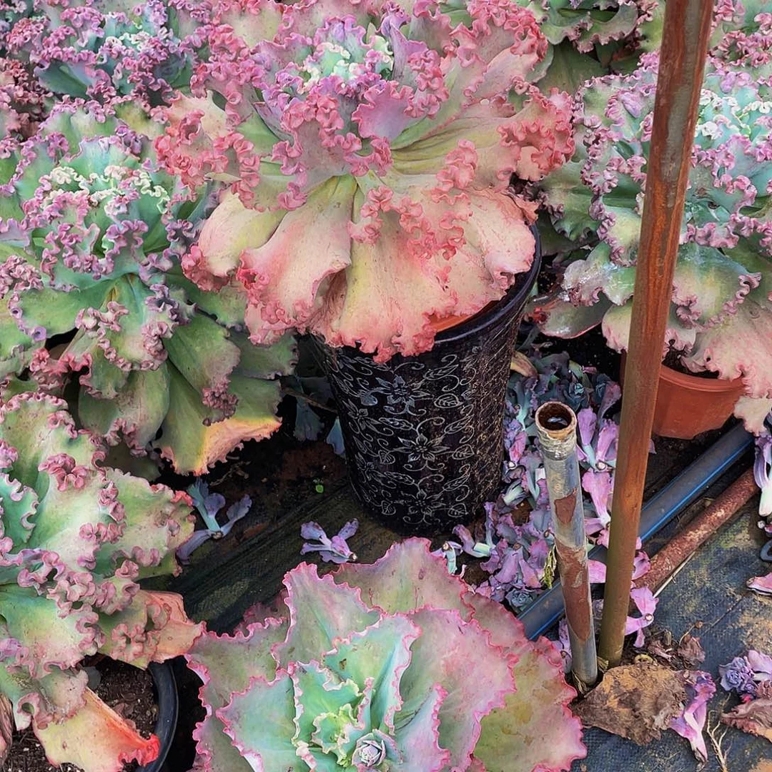 大单头女王花莅1蓝色妖姬1组合39:8多肉