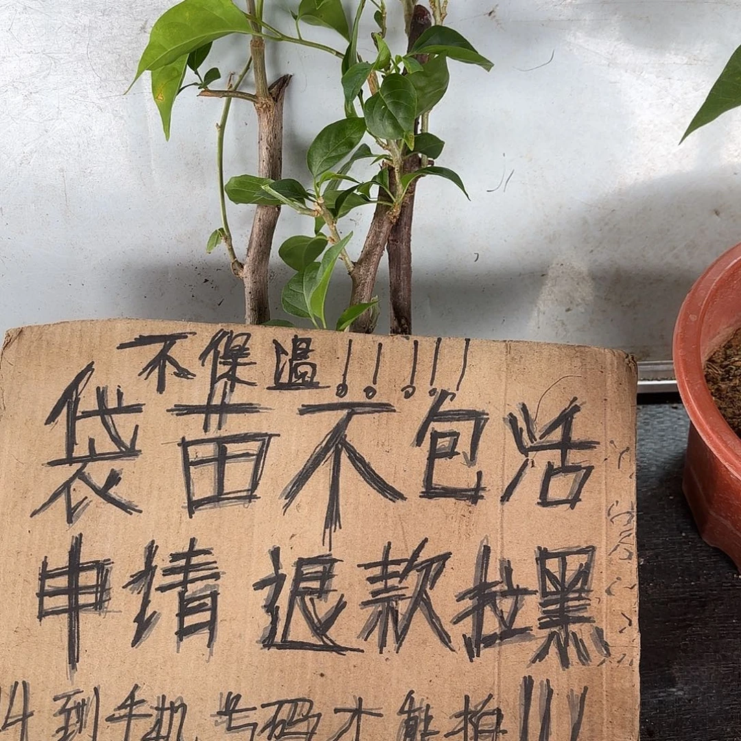 ****梓无花朵袋苗盲盒三颗不包活8