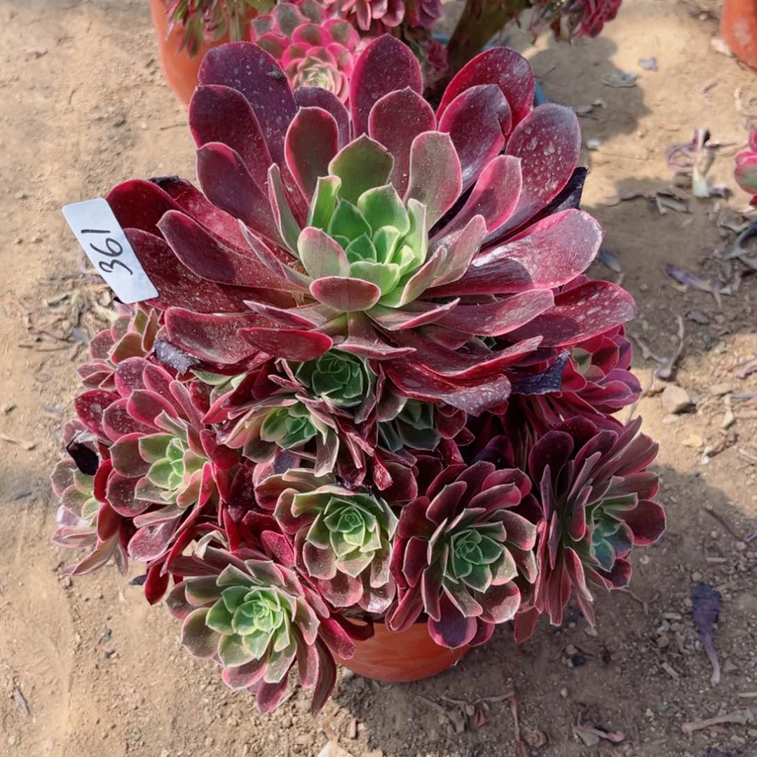 361金丝雀多肉植物