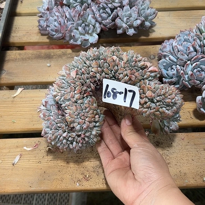 杯***分108-17橙子缀多肉植物