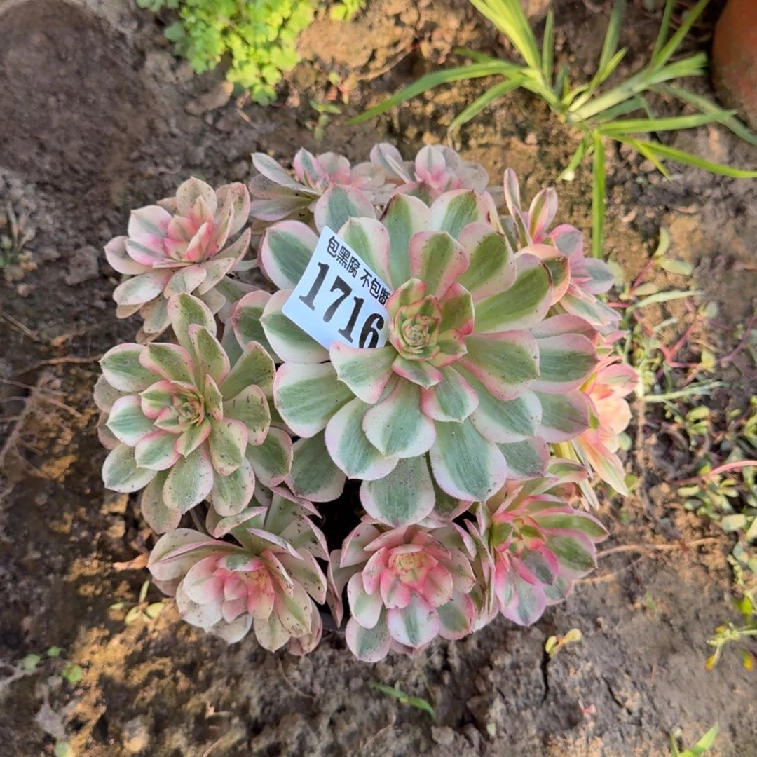 16-34法师倾城1716