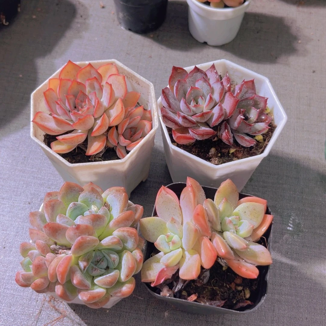 菲娜娜。暗冰。刚毅。粉红佳人