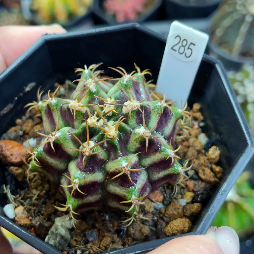 盆5公分满25包邮裸根发货