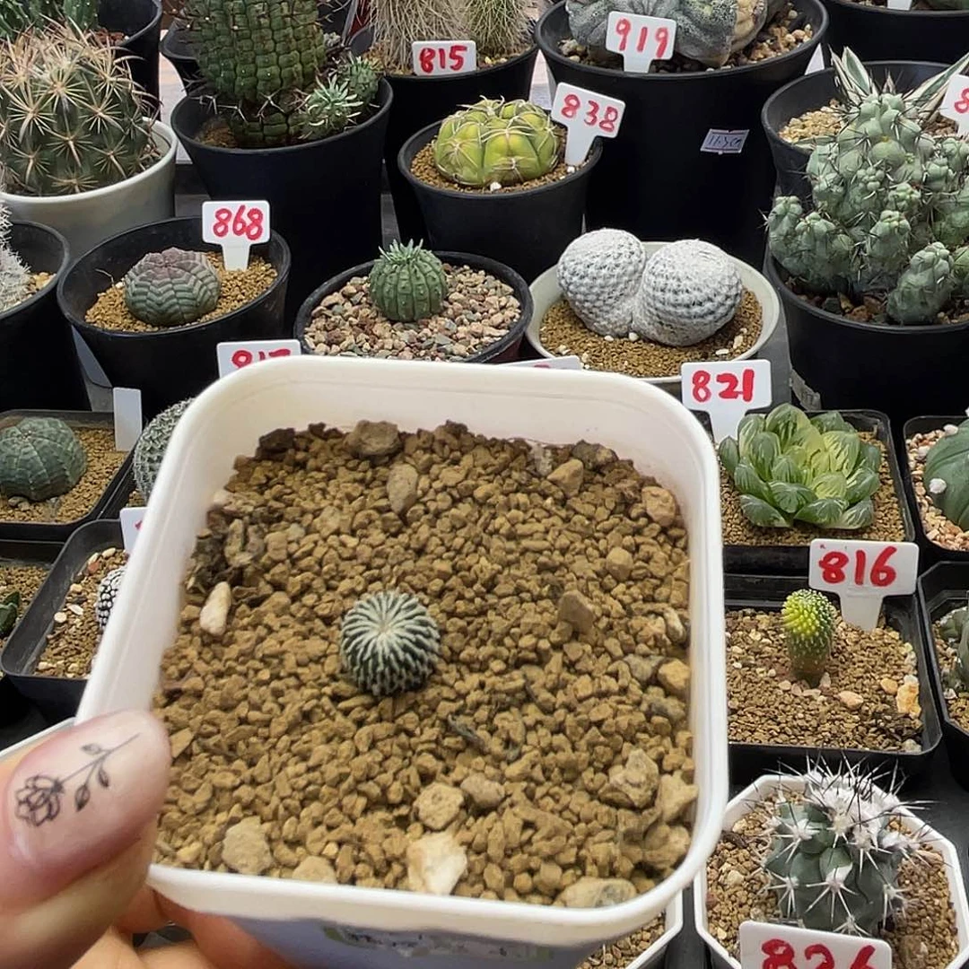 实生刺缀精巧殿仙人球