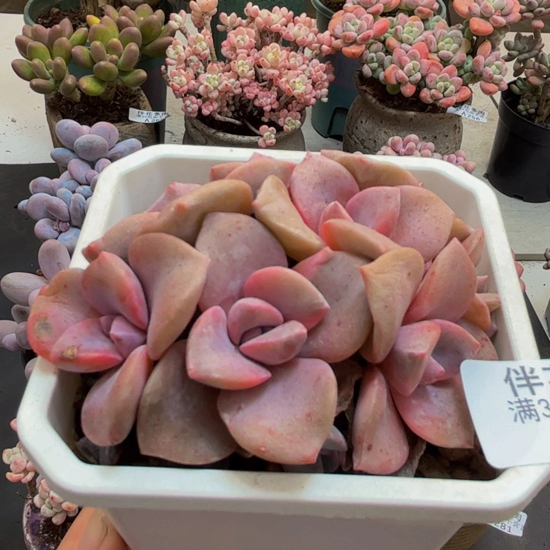 250/6cm彩虹糖多肉植物