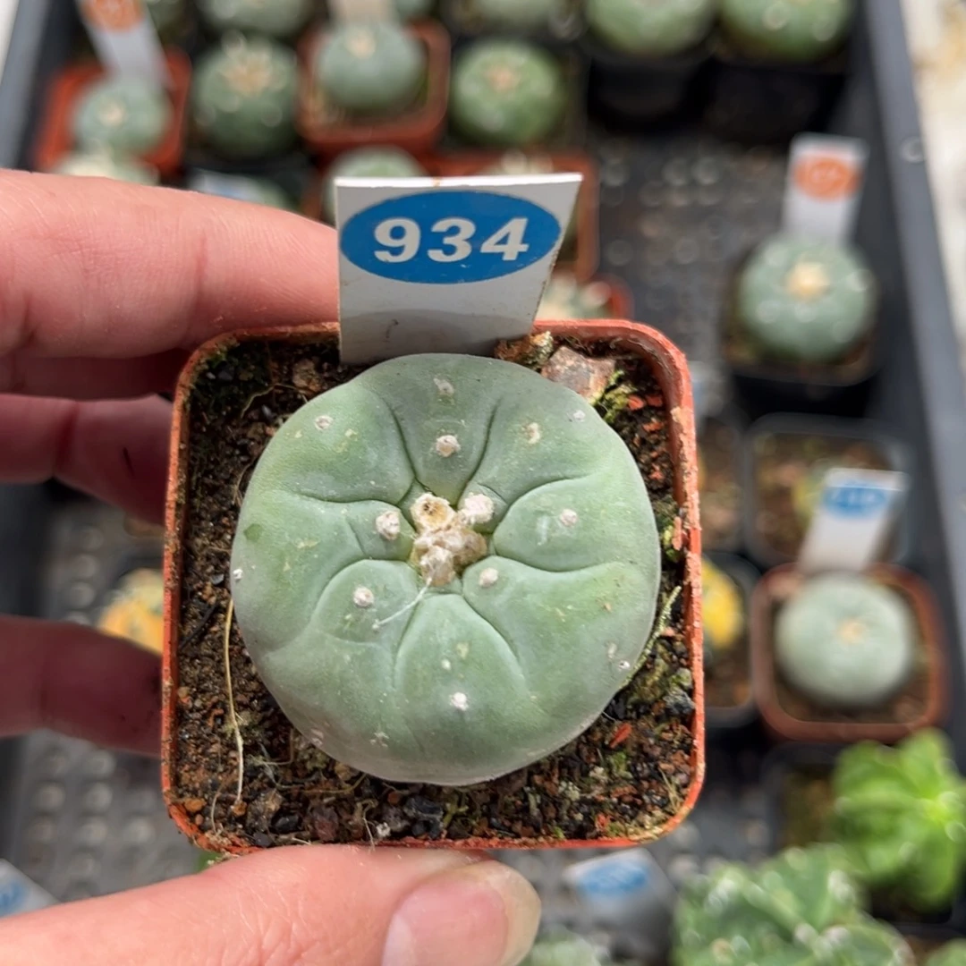 934实生仙人球带盆带土发货