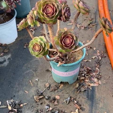 万圣节拉丝2多肉植物法师