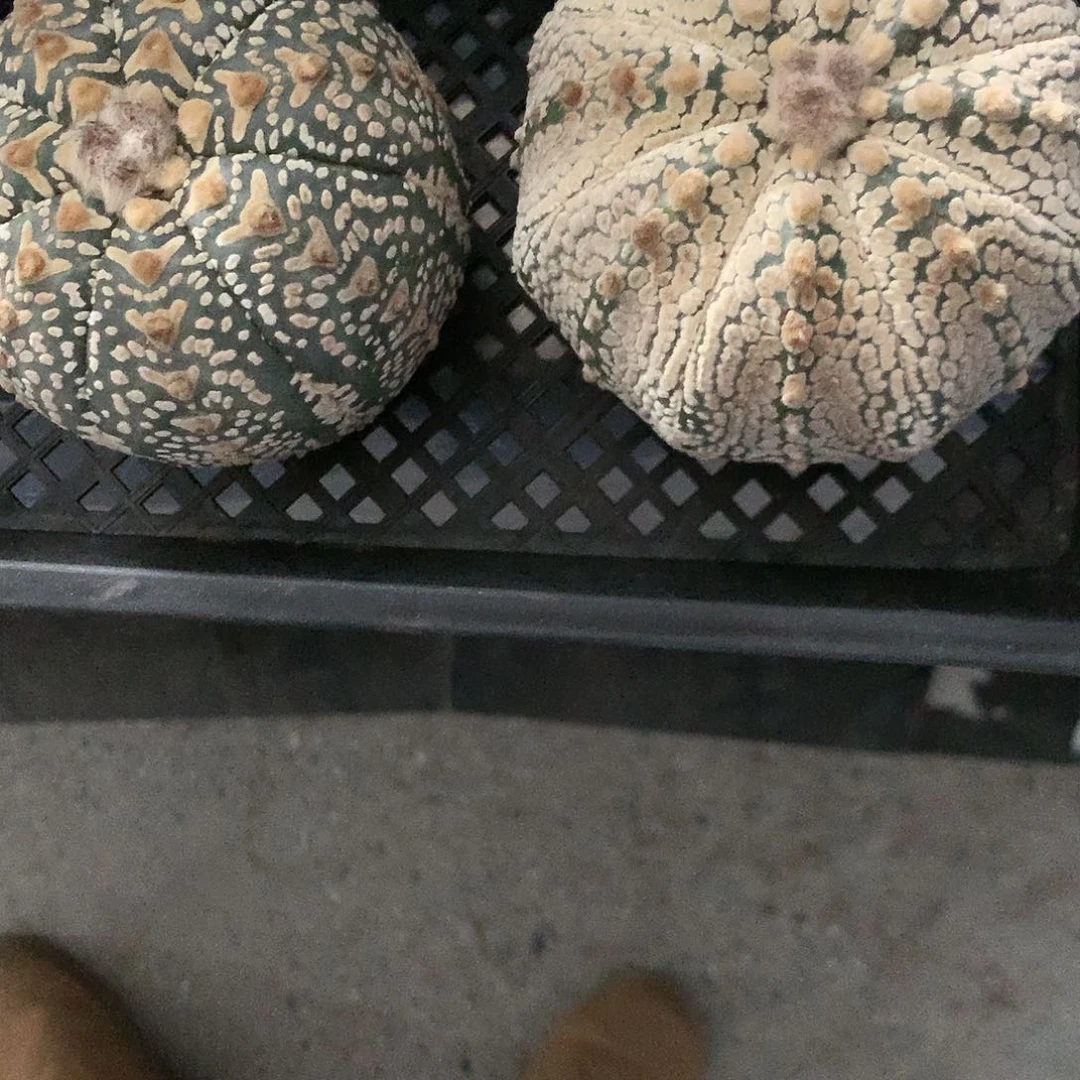 【闪购商品】し****泡两兜兜兜兜