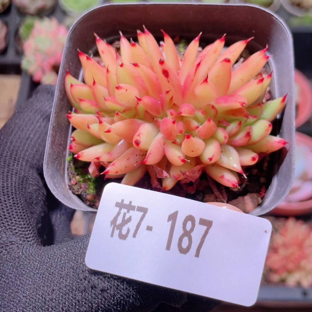 花利美7-187乌木缀化