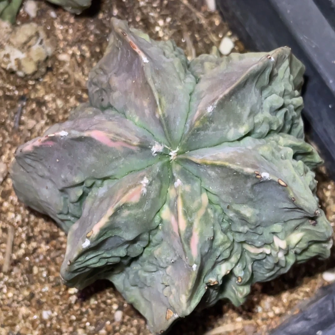 无花朵落地自根 核桃锦060