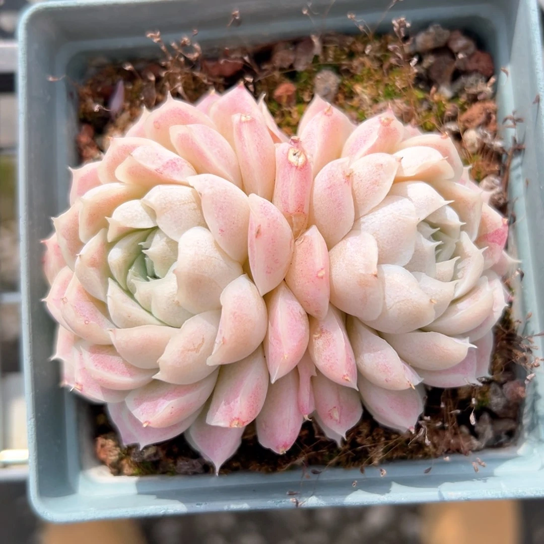 南*白月影（满38包邮）多肉