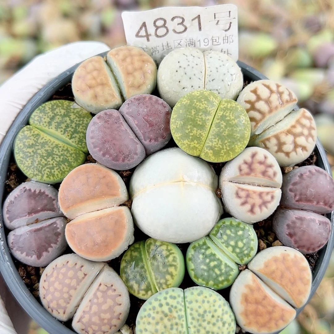 4831 好养易活生石花大母本