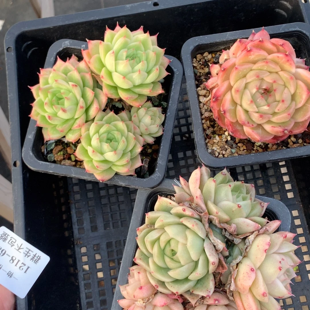 1218-65 麦秆套餐