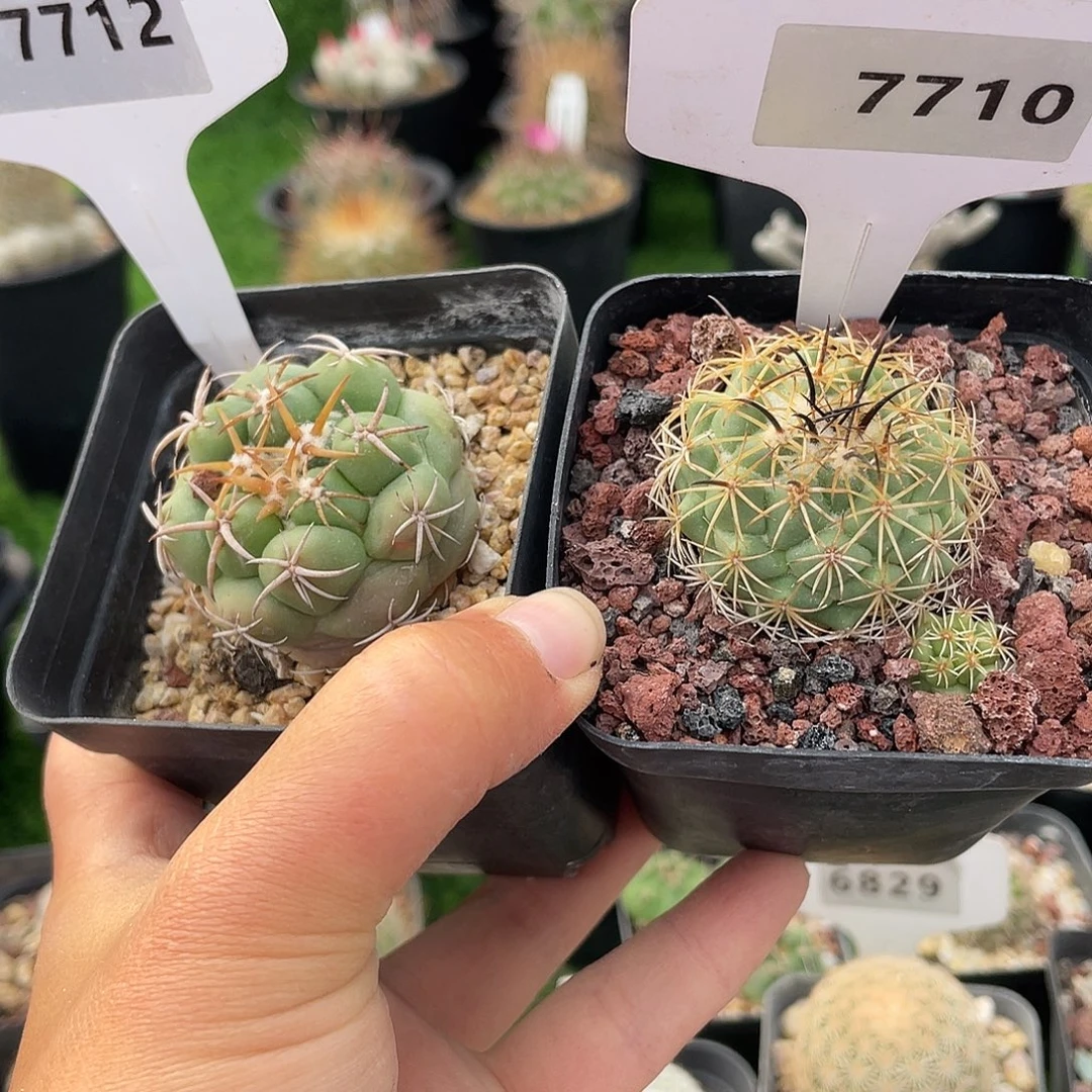7712 和 7710 一起实生裸根发货