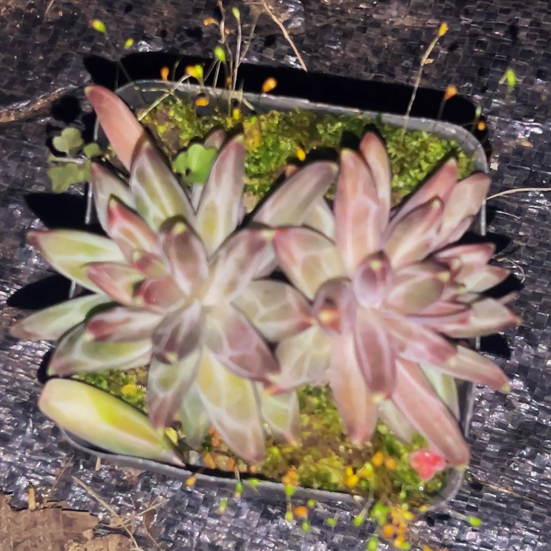 桔云多肉美人精品系列