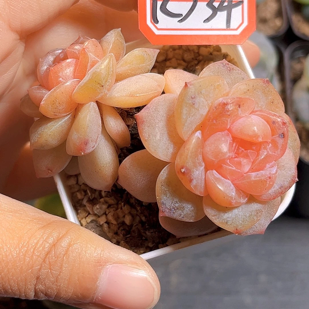 K534 新品珍妮  满18包邮 散