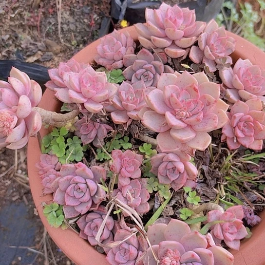 多肉植物。。。。。。。。。。。。。。。。