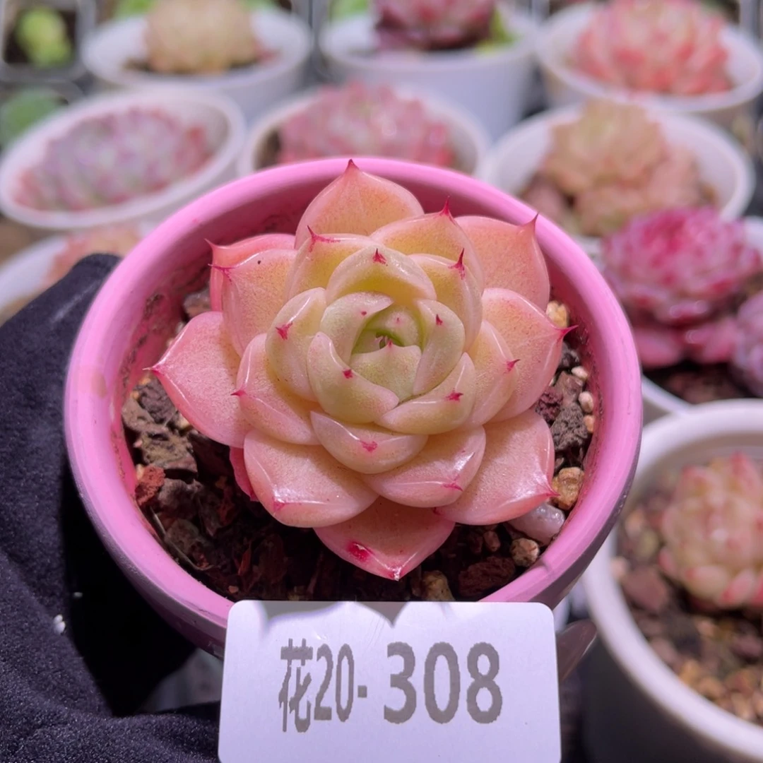 花利美20-308麦秆含盆