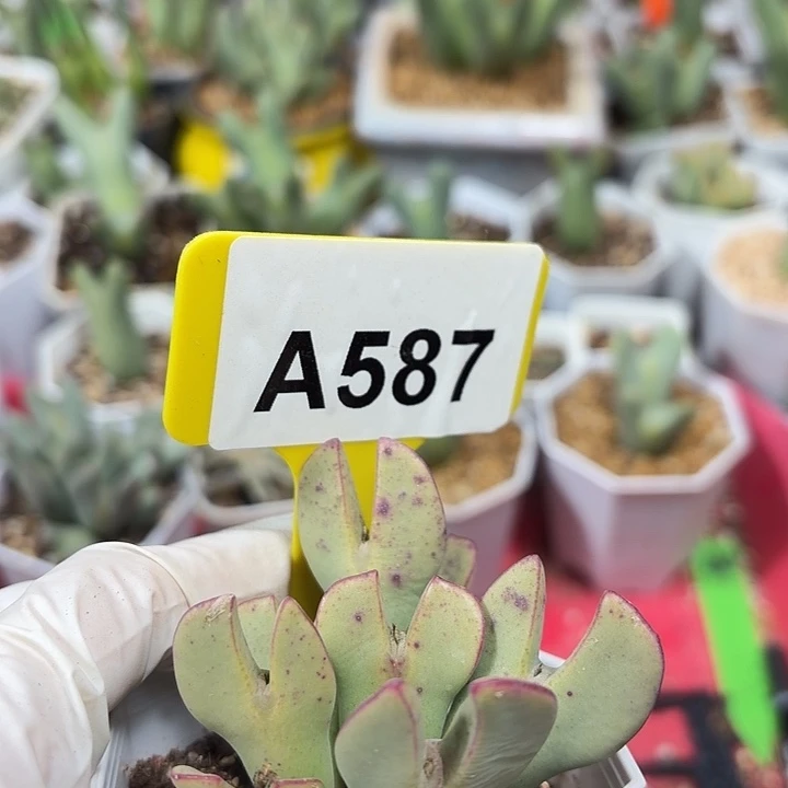 587mmmmmnnnnnnnnnnnnn