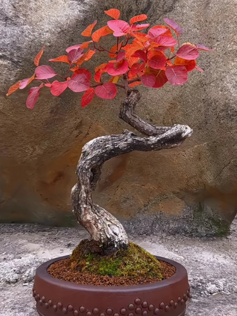 香山红叶风格黄荆盆景美观独特