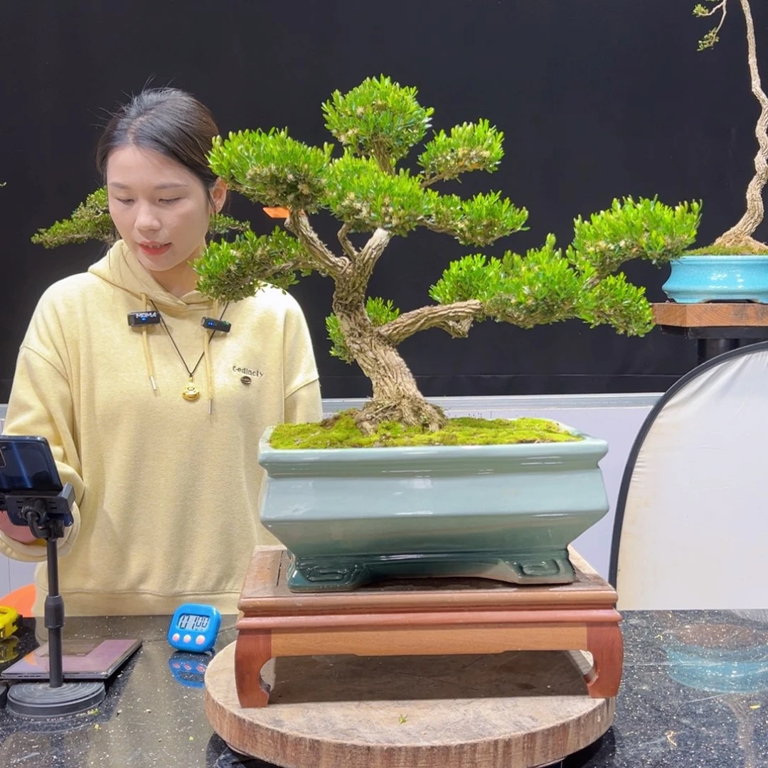 黄杨盆景老桩四季长青