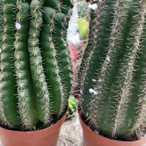 两盆彩草仙人球25米仙人球