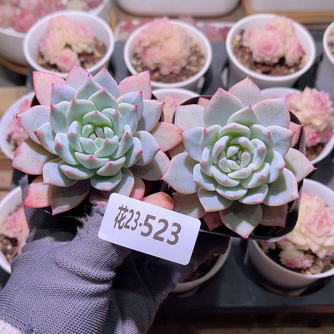 花23-523粉蓝鸟2颗