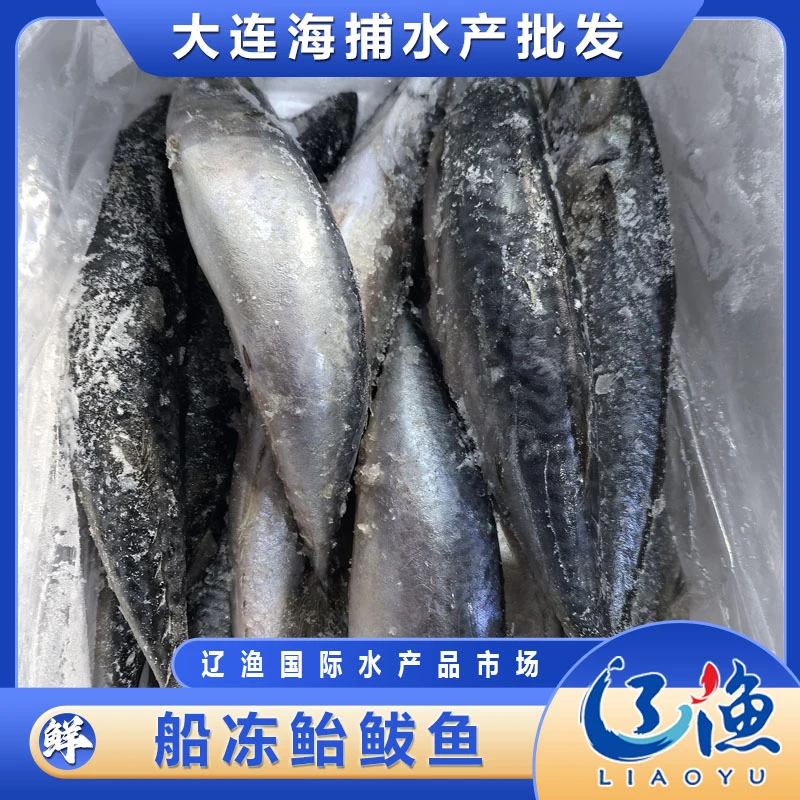 【辽渔市场直营】船冻鲐鲅鱼 冷冻发货 顺丰包邮