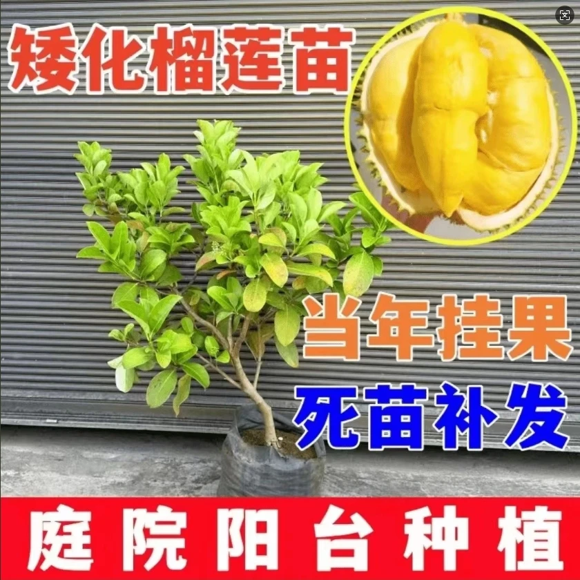 【2025】T改良耐寒耐热南北通种榴莲盆栽地栽金枕猫山王