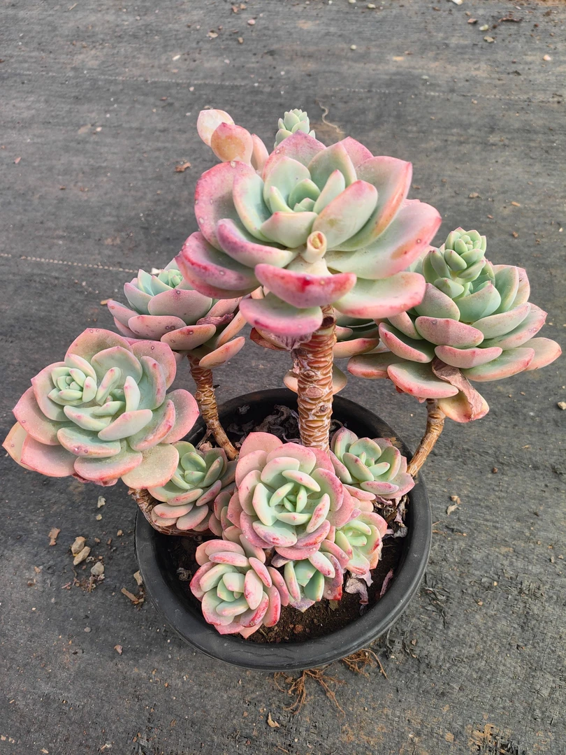白月光 精品多肉绿植  新手必拍 好看好养 多肉植物云南发货