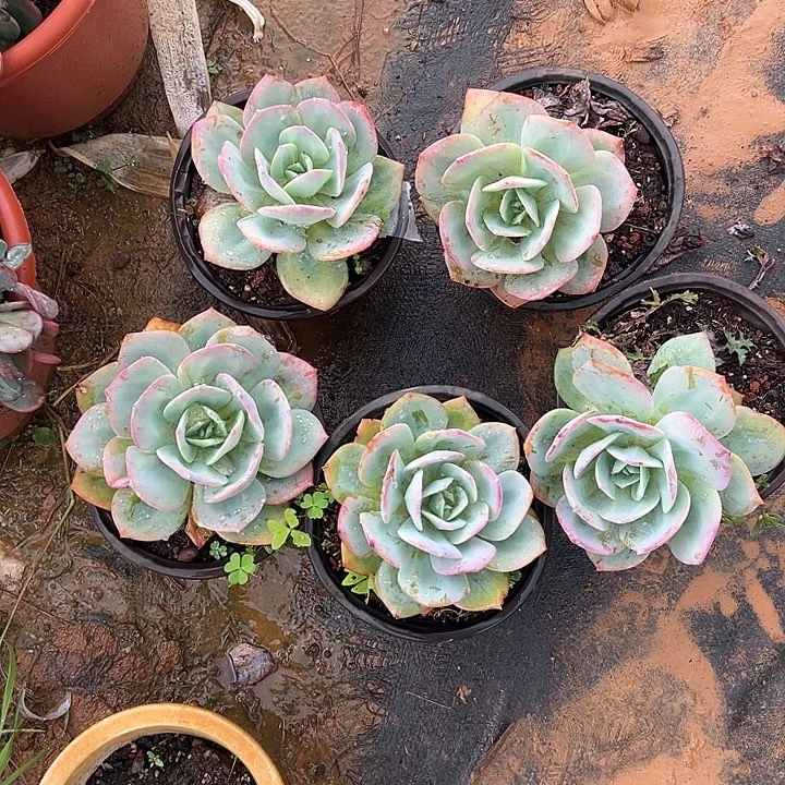 蕊****多肉植物实物直播实物16