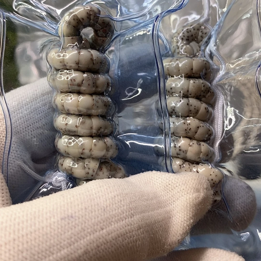 吊坠星月菩提石玉大肠6